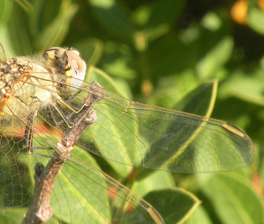 Libellula dalla Turchia: Sympetrum fonscolombii